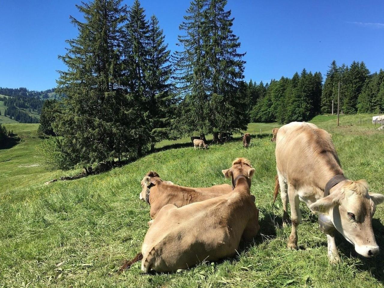 Appartement Nr 19, Alpenappartementhaus, Oberstaufen-Steibis, Allgaeu, Oberstaufen Plus Exteriör bild